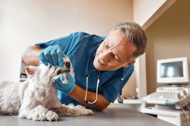  Honsville, GA Emergency Dentist Pros